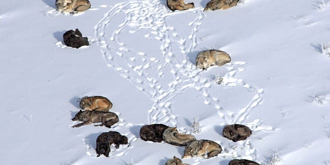 Lobos en el Yellowstone. Foto tomada de Yale Environment 360