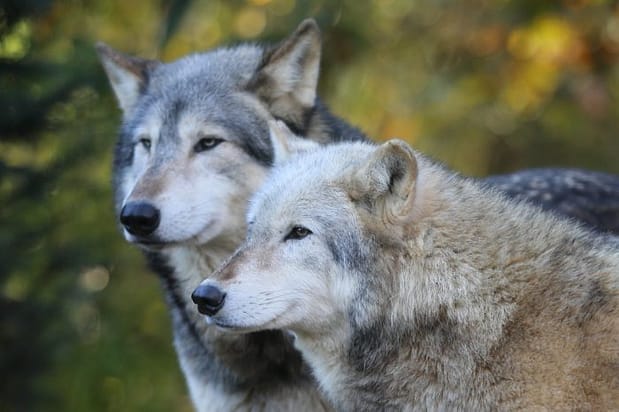 Los lobos grises están funcionalmente extinguidos de gran parte de los Estados Unidos. Foto tomada de Friends for the Earth (Action)