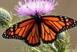 Mariposas Monarca en vía de extinción