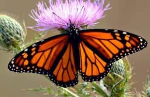 Mariposas Monarca en vía de extinción